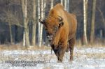 Stumbras (Bison bonasus)